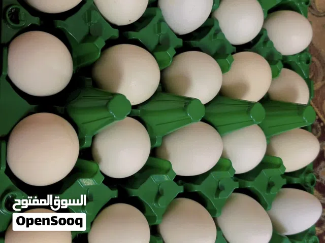 بيض عربي للبيع،