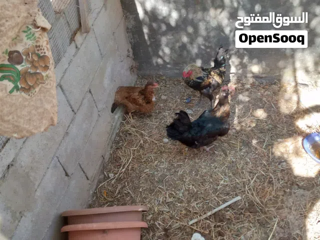دجاج بلدي للبيع