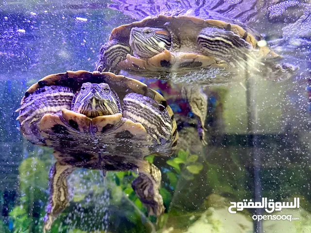 2 سلاحف برمائية كبيرة عمر 6 سنوات