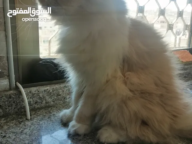 قطة بيرشن أنثى العمر سنة ونصف
