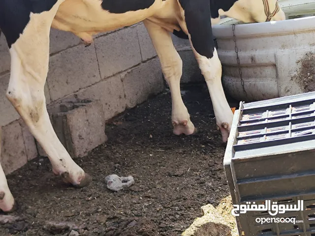 عجول 2للبيع عراقي
