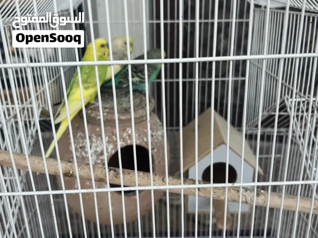 للبيع 3 عصافير