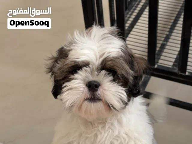 كلب شيتزو بيور اصل 100/100