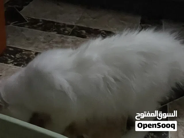 زوج قطط شيرازي لطيفين جدًا (أخوة) + جميع الأغراض  فرصة مميز(إقراء الوصف)