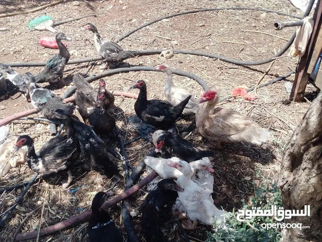 12بطه وديكين،،،،،،،