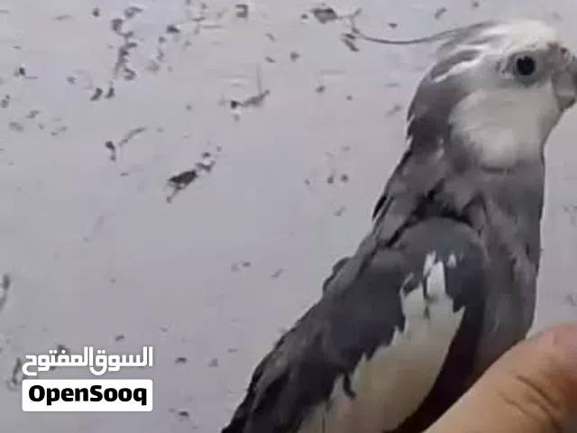 اللي عنده كوكتيل وايت فيس اليف متكلم يبعتلي خاص