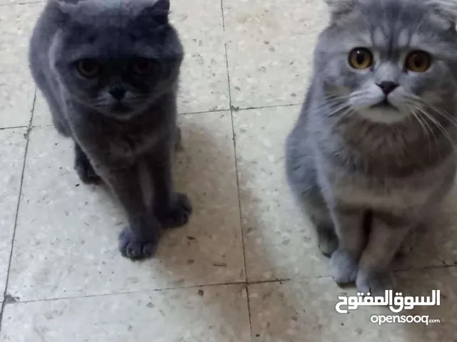 اسكتش نظاف انت وذكر ما اخذت مطاعيم الصلاه على النبي الله يبارك لصاحب النصيب