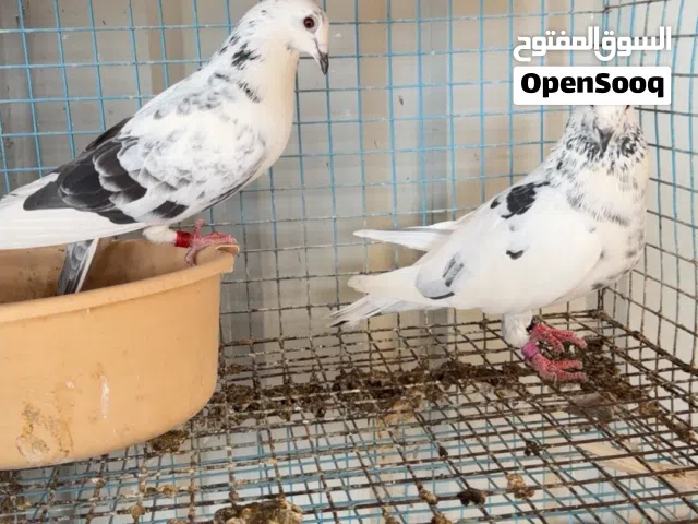 حمام زاجل ريس