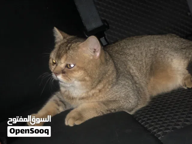 قطوة سالار