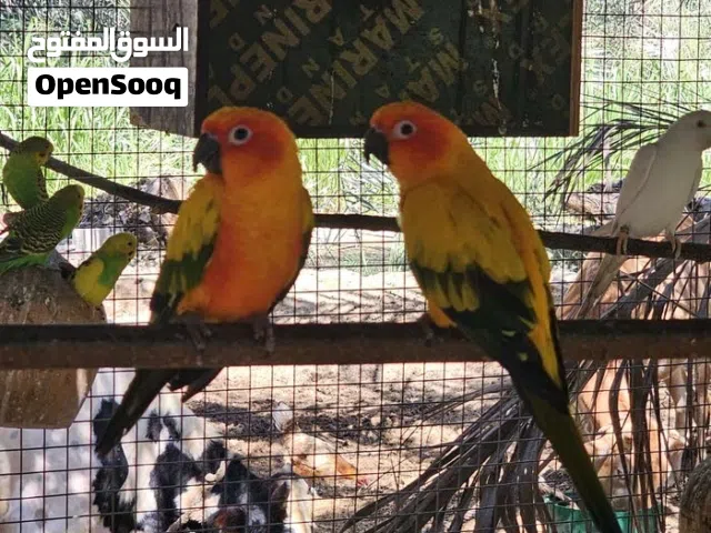 مطلوب انثى صن كنيور بسعر مناسب