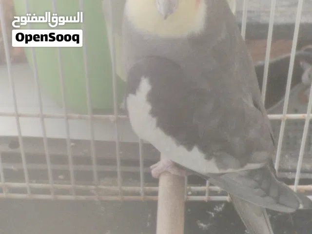 كوكتيل زوج للبيع