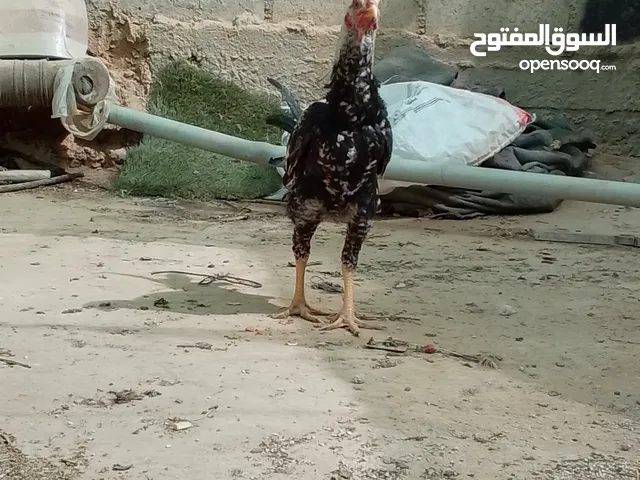 ديك مخلف باكستاني عمر 6شهور