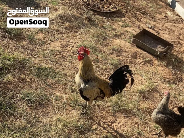 دجاج عربي للبيع