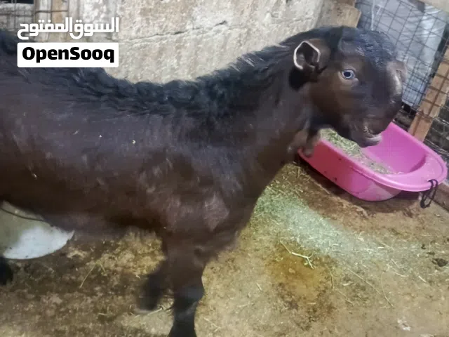 جدي شامي عمرو 3 شهور