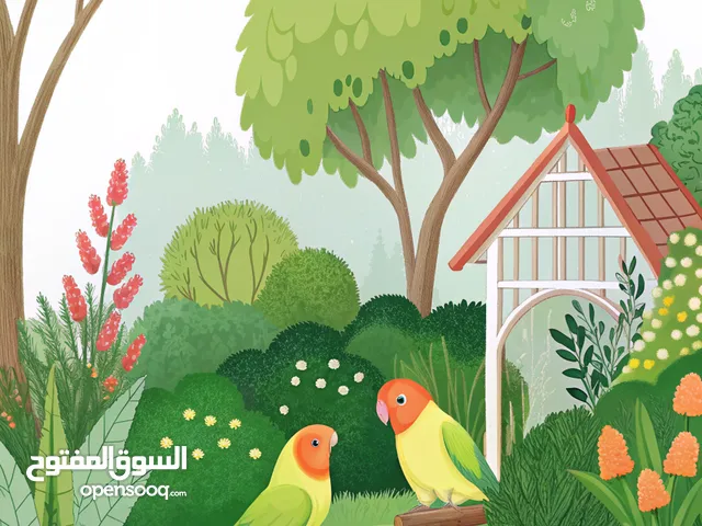 أروع ثنائي طيور الروز لا يفترقان أبدًا