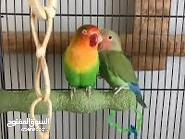 Love birds couple.