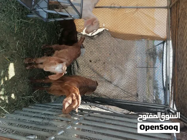 تيس و صخلتين من حلأل الجوأميد