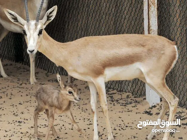 غزال الريم