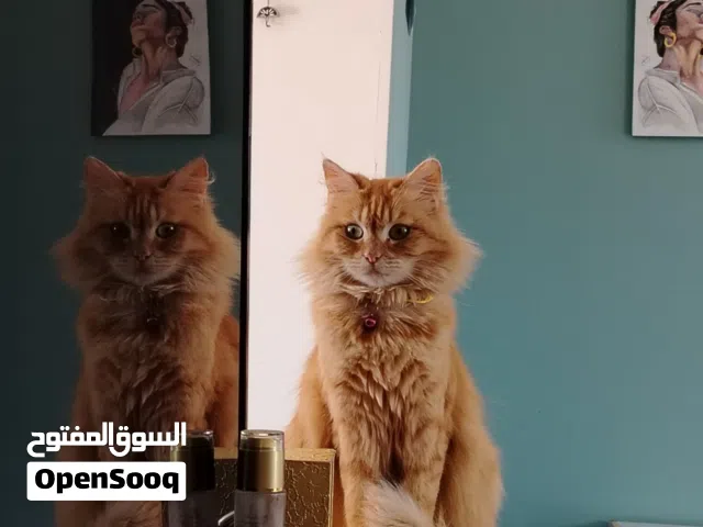 قطط شيرازي  traditional Persian  mixed Persian  إناث