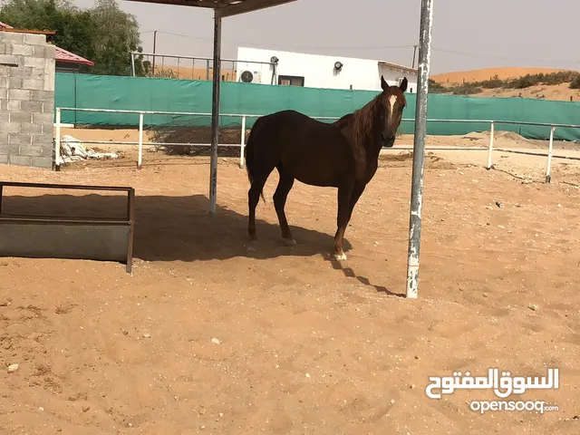 خيل للبيع ولي وده يامرحبابه