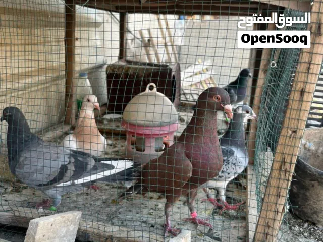 السلام عليكم زواجل للبيع واحد اسرائيلي والباقيات لاء مال سباق كلمن وسعره عددهن 5