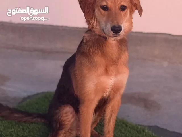 Mix German Shepherd and Labrador