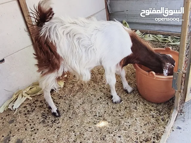 للبيع بصحه جيده