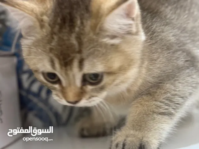 قطط صغيره وجميله للبيع عددها خمسه