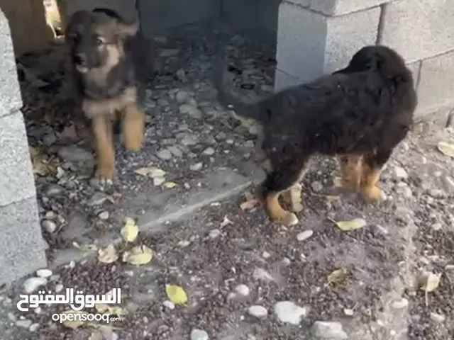 كلاب جيرمن للبيع