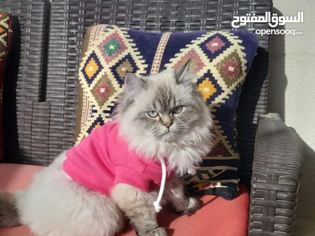 قط ذكر عمره 8 شهور