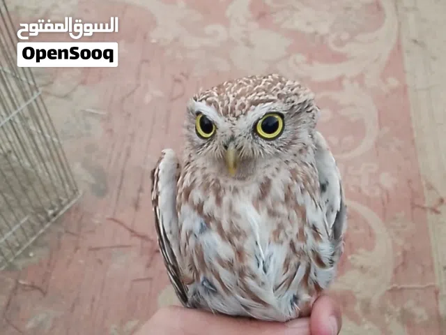 بوم مقزم انتاج السنه في جوز وفي حبه للبيع او للبدل