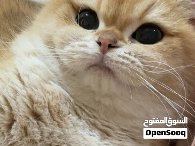 انثى برتش للبيع للبيع احتاج احد يعتني فيها ويربيها وهي جدا حنونة ولعوبة