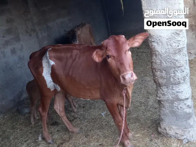 للبيع حلال طيب ما شاء الله