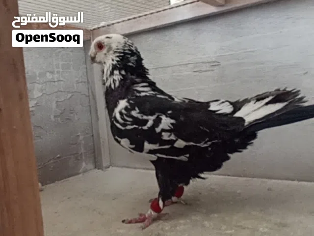 ذكر ذباني اسود منتج