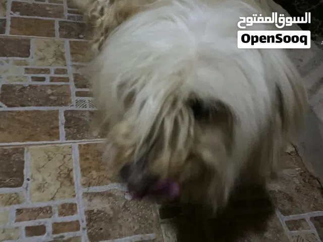 كلب زينه للبيع ضروري انتابه مغرزه
