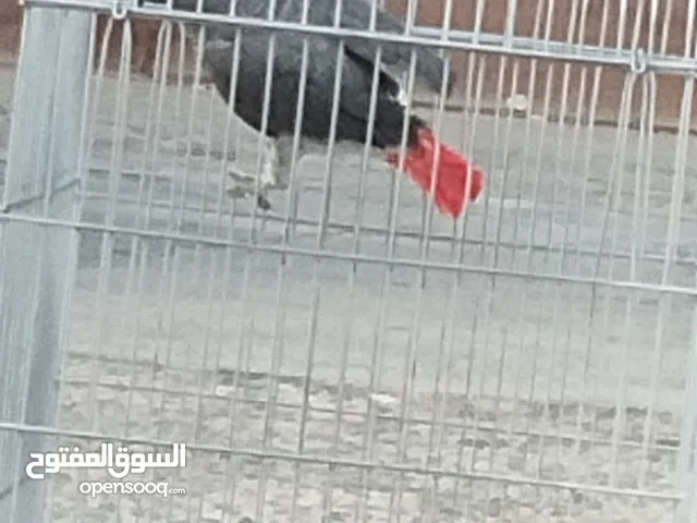 ببغاء للبيع