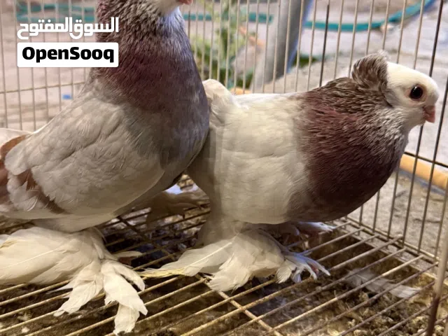 حمام بحرينيات مستويات جميلة