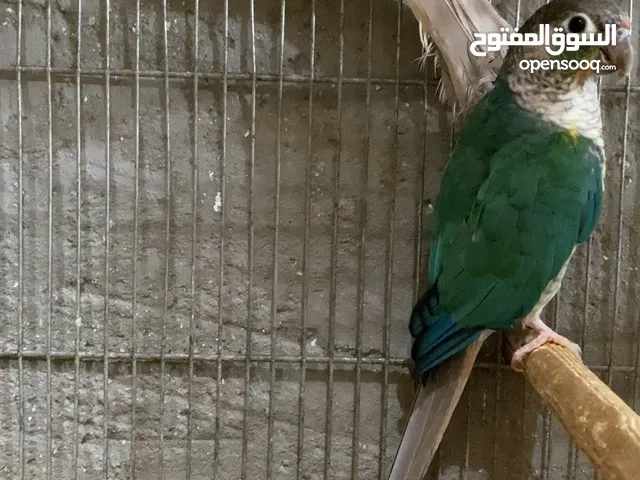 جرين شك تركواز جوزين