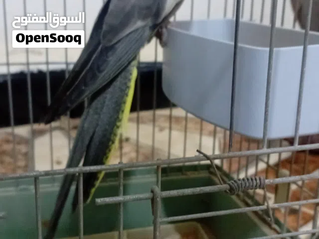 متاح فرخ كوكتيل للبيع