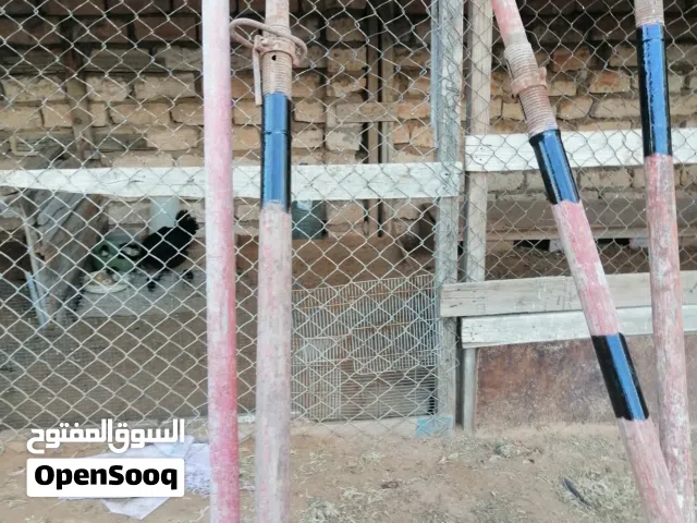 دعم حديد للبيع