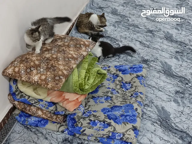 قطط للتبتي عدد 8 نقال