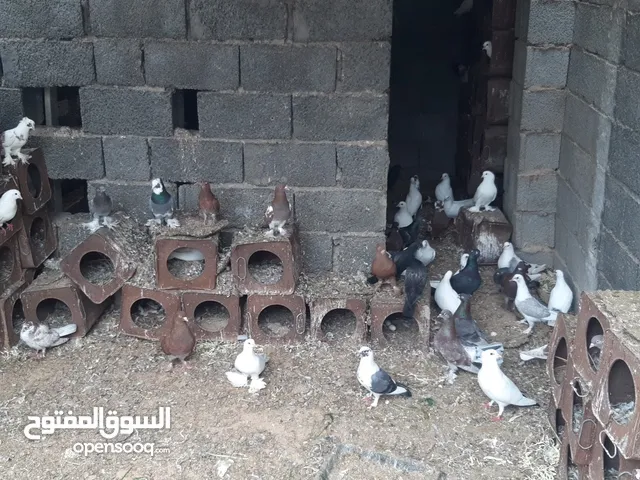 حمام 170 طرف جملة