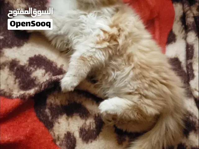 حيوانات للبي..