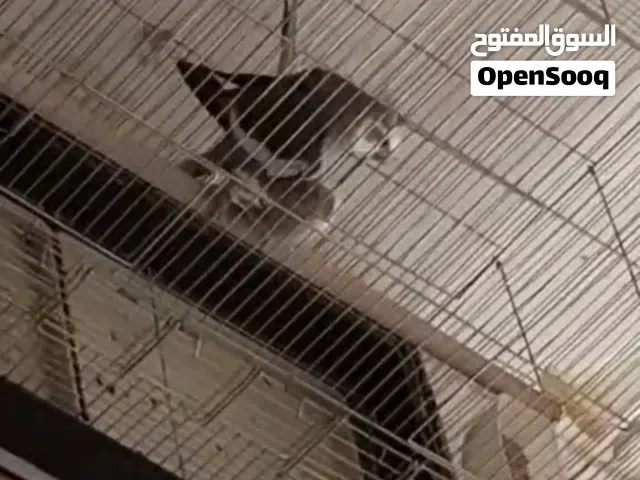 جوز كوكتيل للببع شغااااااال تحتية اول بيضة قاعد يكمل