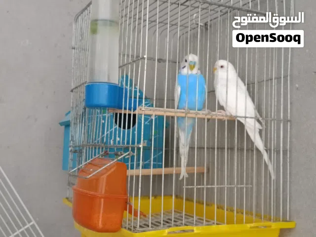 كوبية بقالينو معاها دكر زيبرا