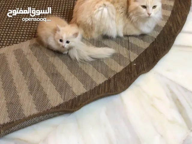 قطة شنشيلا انثى مع ابنتها الصغيرة للبيع