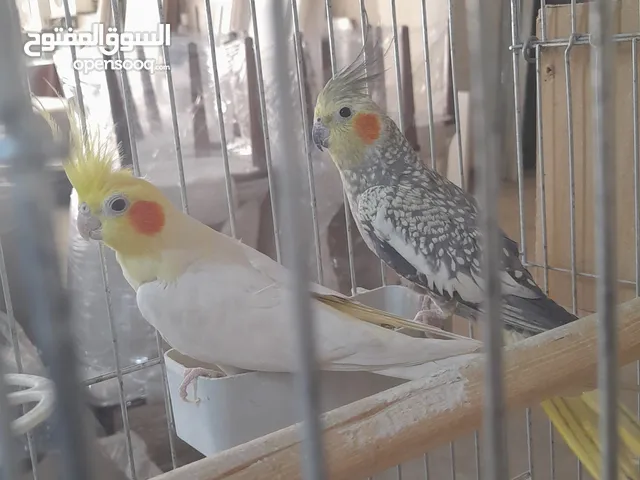 جوز كوكتيل شغال ماشاء الله ميه بالميه علي وشك البيض بعد تفريخ