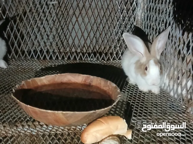عرض ربي يبارك ارانب مهجنات حجم ونضافه وصحه الله يبارك