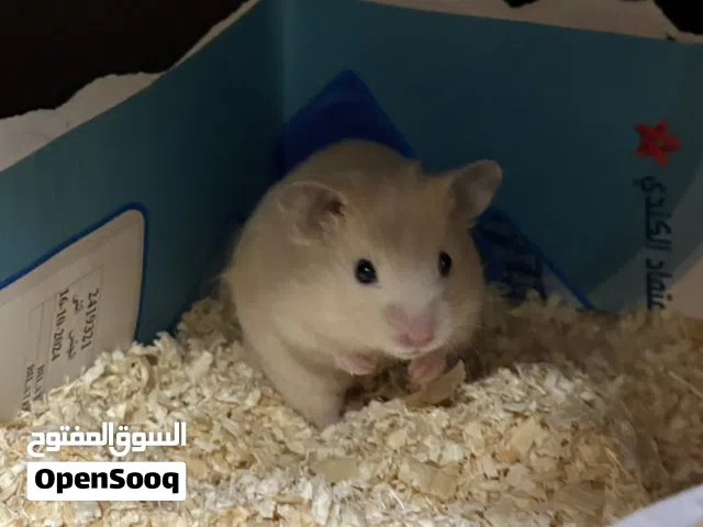 هامستر سوري العمر شهر
