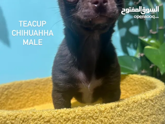 Teacup chihuahua